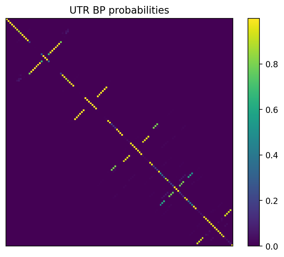 Heatmap of base pair probabilities for 1000 computational NUPACK foldings of the 5prime UTR