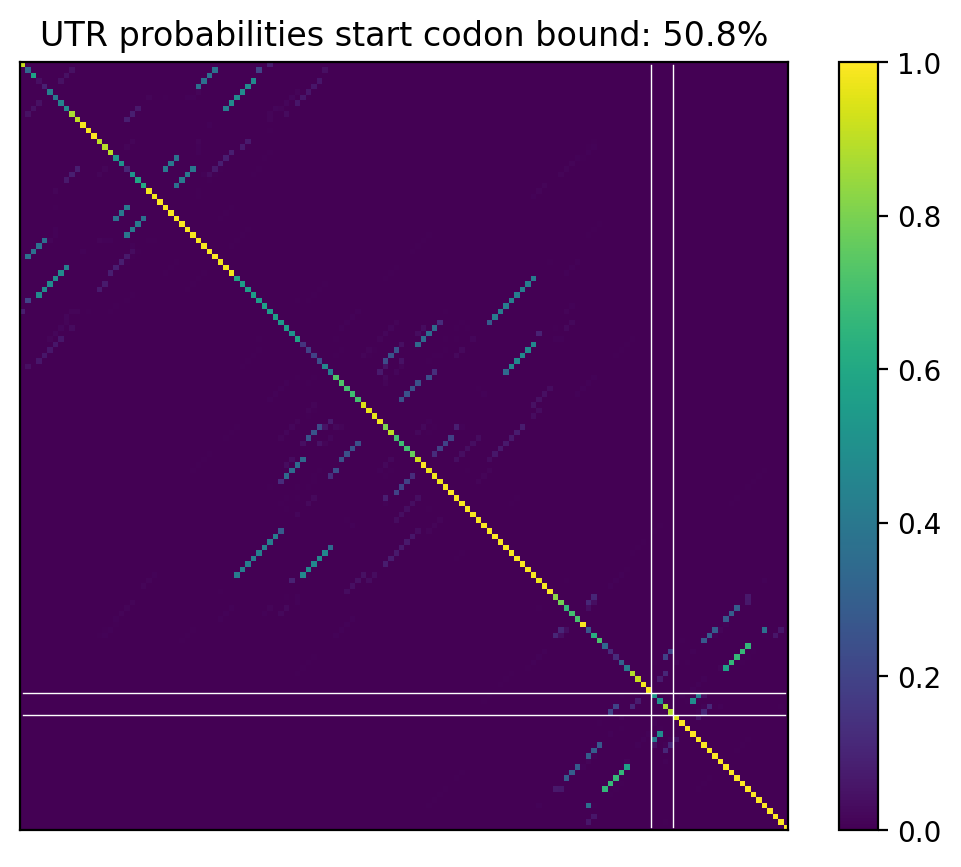 Heatmap of base pair probabilities for computational NUPACK foldings of the 5prime UTR that leave the start codon bound