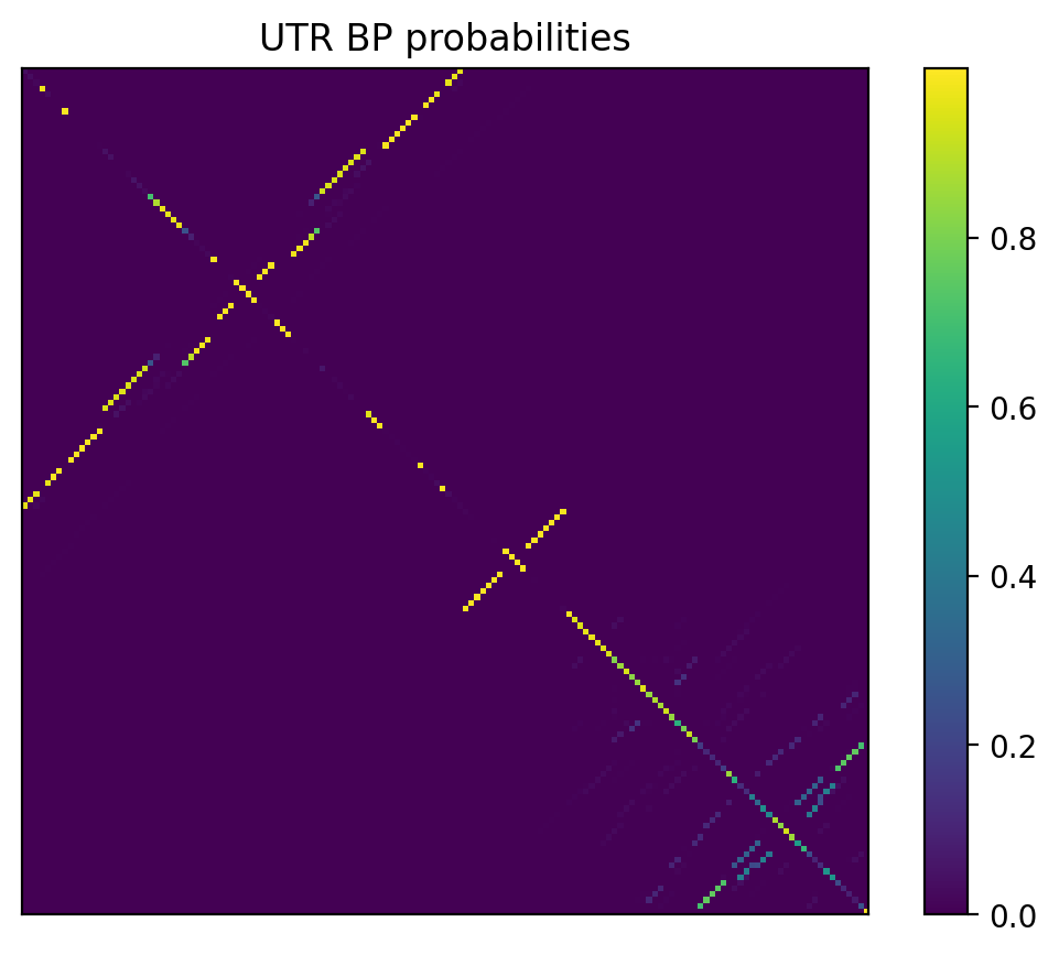 Heatmap of base pair probabilities for 1000 computational NUPACK foldings of the 5prime UTR