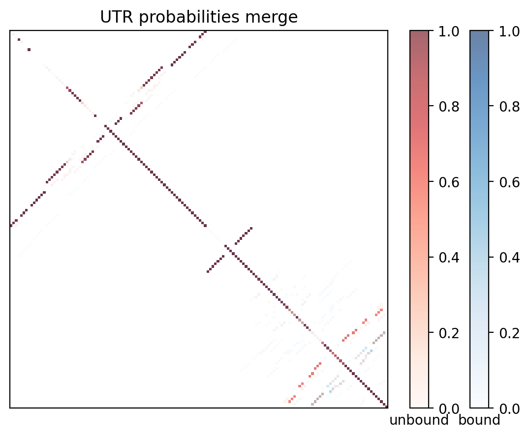 Heatmap of base pair probabilities for computational NUPACK foldings of the 5prime UTR with the bound and unbound conformers overlaid