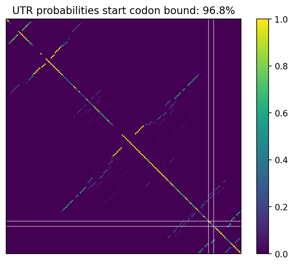 Heatmap of base pair probabilities for computational NUPACK foldings of the 5prime UTR that leave the start codon bound