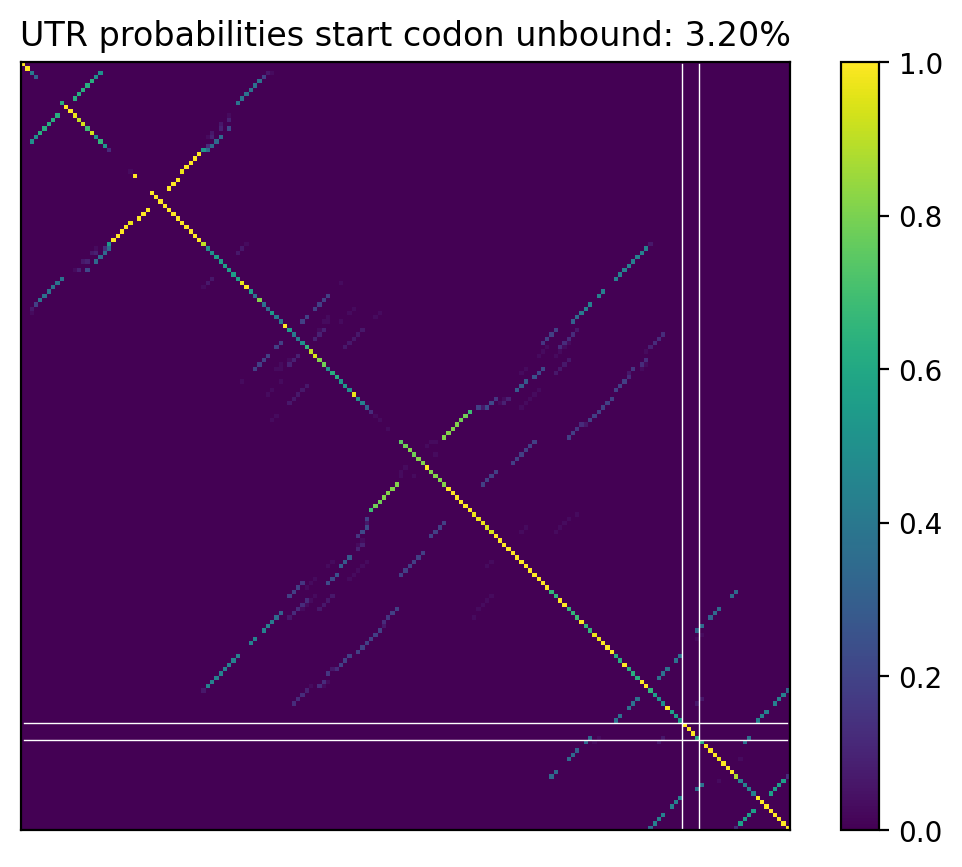 Heatmap of base pair probabilities for computational NUPACK foldings of the 5prime UTR that leave the start codon unbound