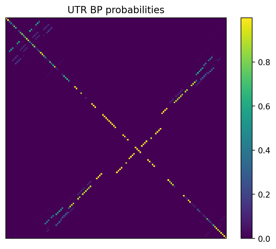Heatmap of base pair probabilities for 1000 computational NUPACK foldings of the 5prime UTR