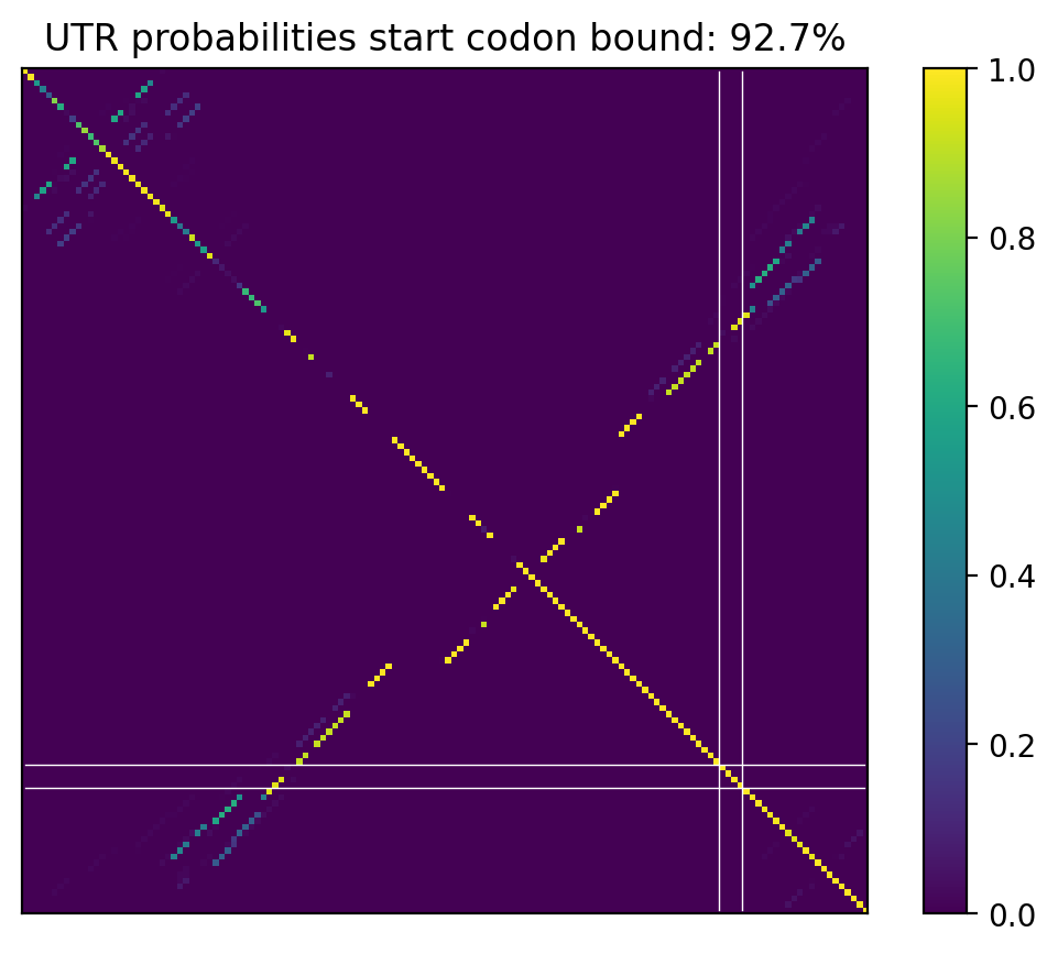 Heatmap of base pair probabilities for computational NUPACK foldings of the 5prime UTR that leave the start codon bound