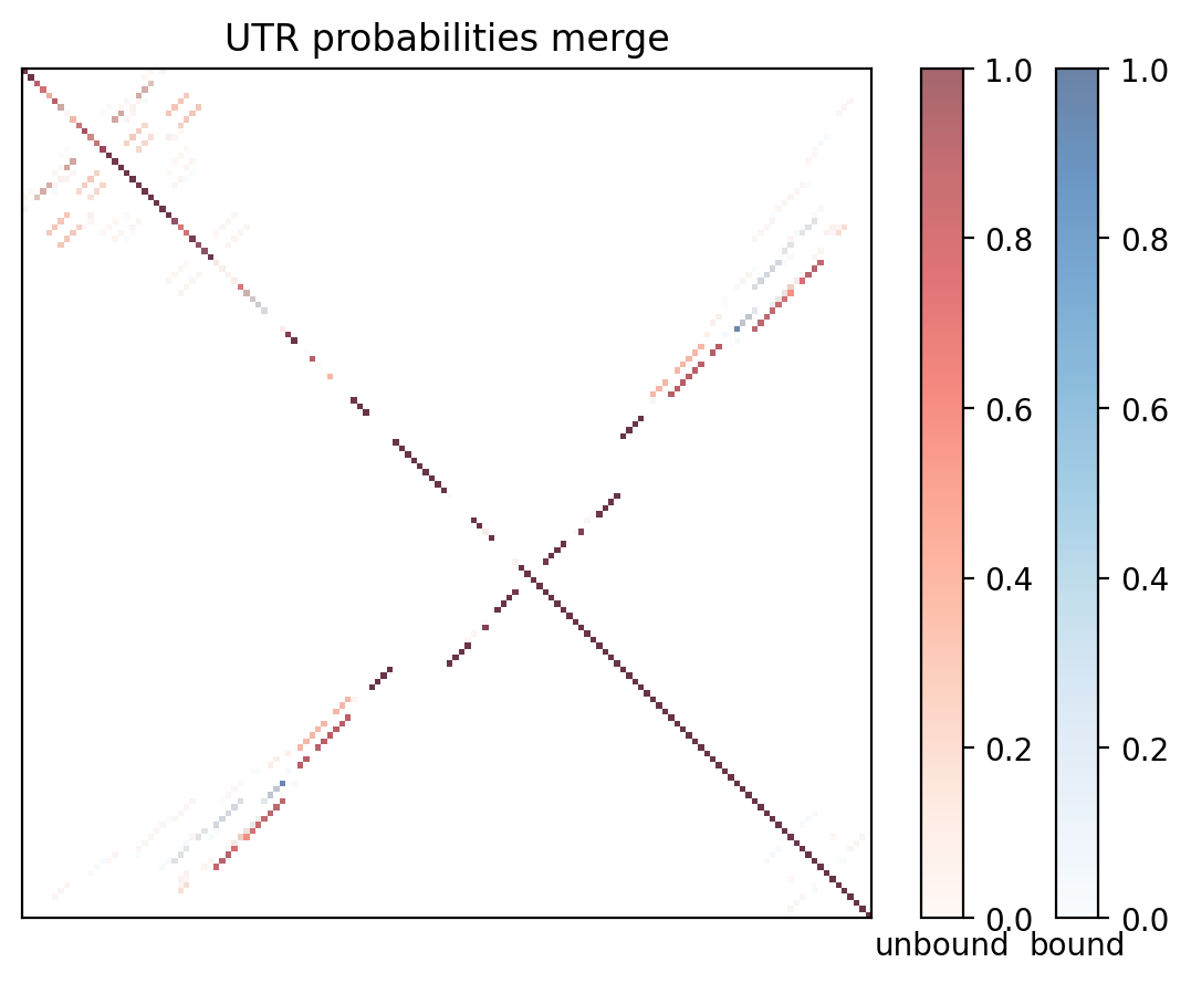 Heatmap of base pair probabilities for computational NUPACK foldings of the 5prime UTR with the bound and unbound conformers overlaid