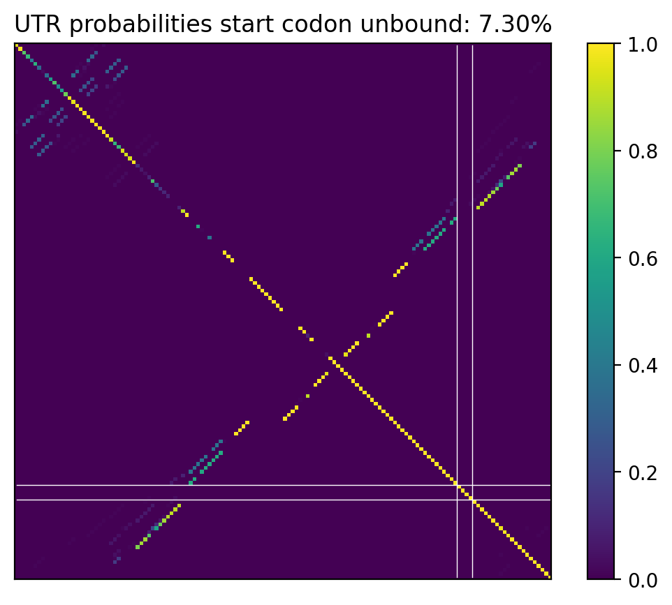 Heatmap of base pair probabilities for computational NUPACK foldings of the 5prime UTR that leave the start codon unbound