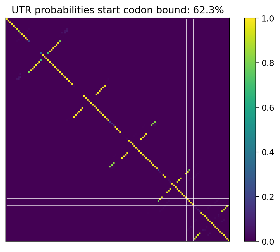 Heatmap of base pair probabilities for computational NUPACK foldings of the 5prime UTR that leave the start codon bound