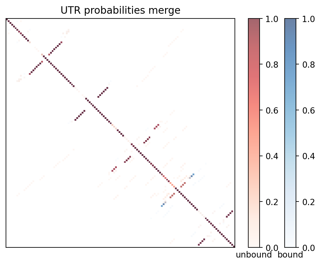Heatmap of base pair probabilities for computational NUPACK foldings of the 5prime UTR with the bound and unbound conformers overlaid