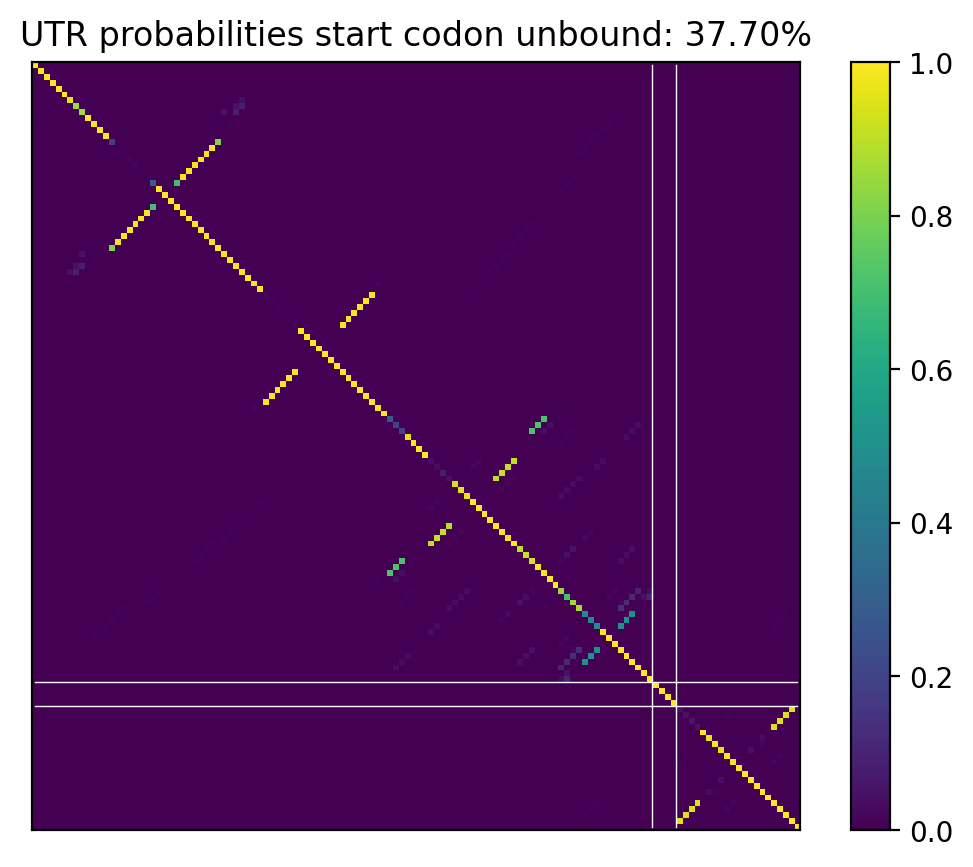 Heatmap of base pair probabilities for computational NUPACK foldings of the 5prime UTR that leave the start codon unbound