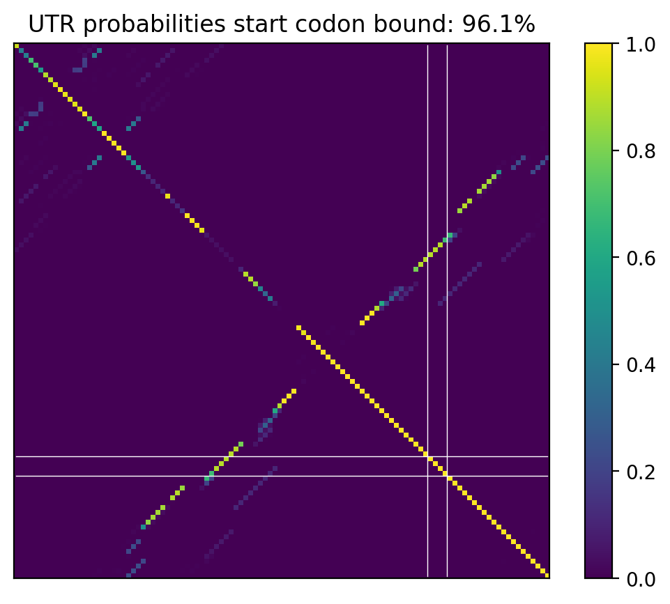 Heatmap of base pair probabilities for computational NUPACK foldings of the 5prime UTR that leave the start codon bound
