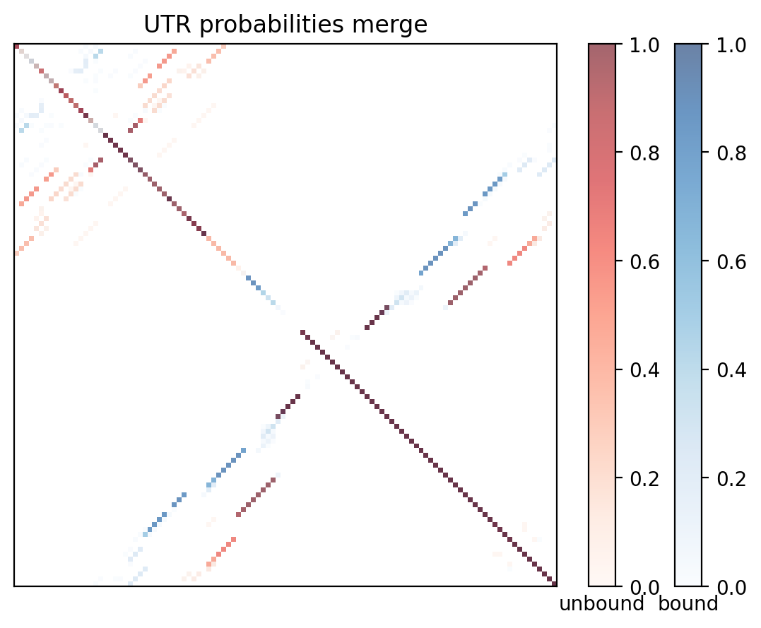 Heatmap of base pair probabilities for computational NUPACK foldings of the 5prime UTR with the bound and unbound conformers overlaid