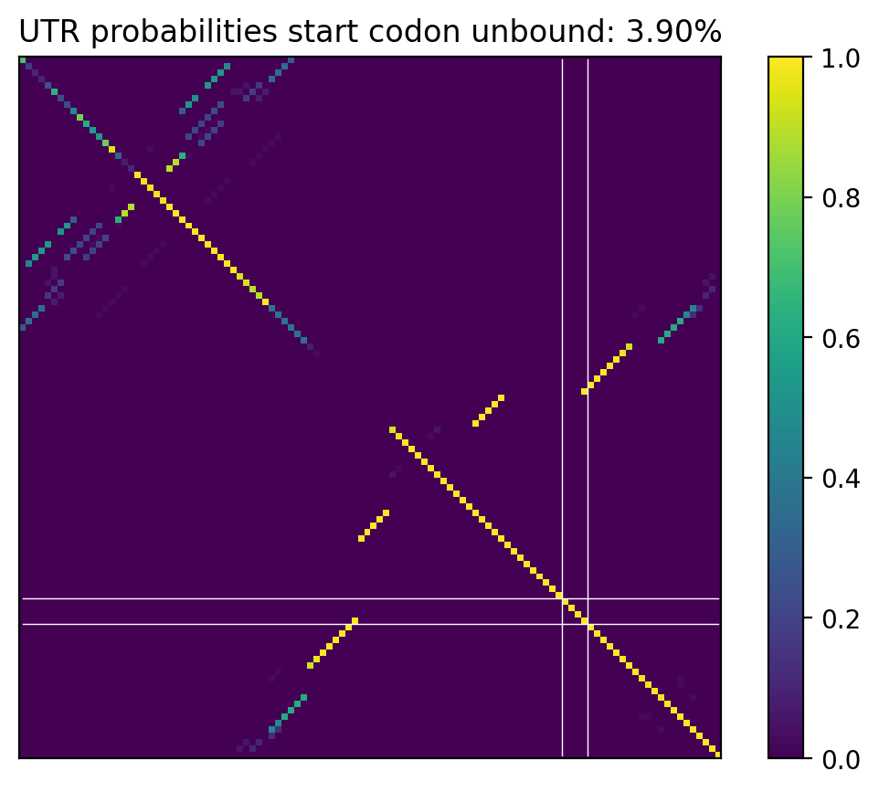 Heatmap of base pair probabilities for computational NUPACK foldings of the 5prime UTR that leave the start codon unbound