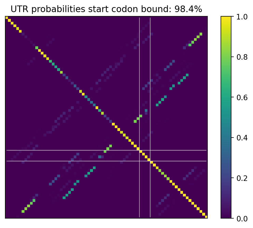 Heatmap of base pair probabilities for computational NUPACK foldings of the 5prime UTR that leave the start codon bound