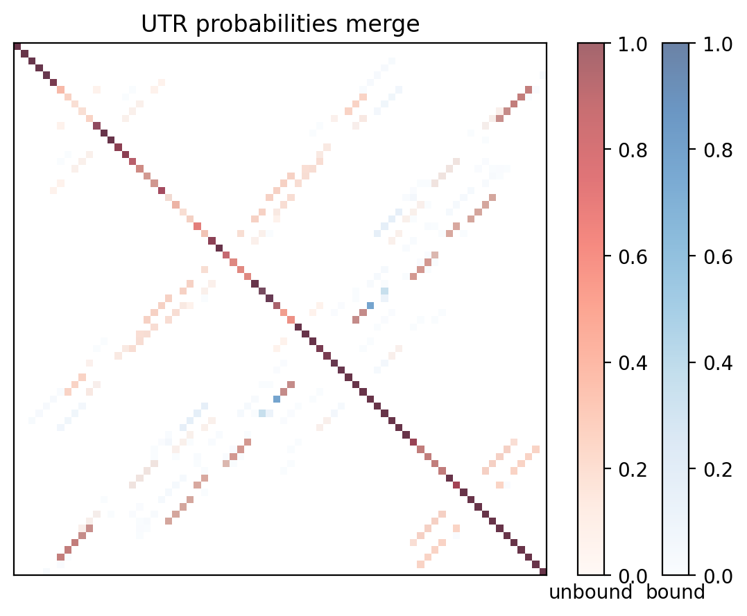 Heatmap of base pair probabilities for computational NUPACK foldings of the 5prime UTR with the bound and unbound conformers overlaid