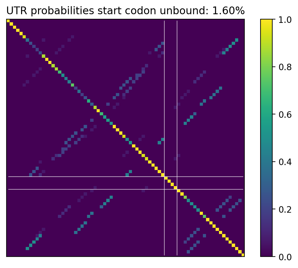 Heatmap of base pair probabilities for computational NUPACK foldings of the 5prime UTR that leave the start codon unbound