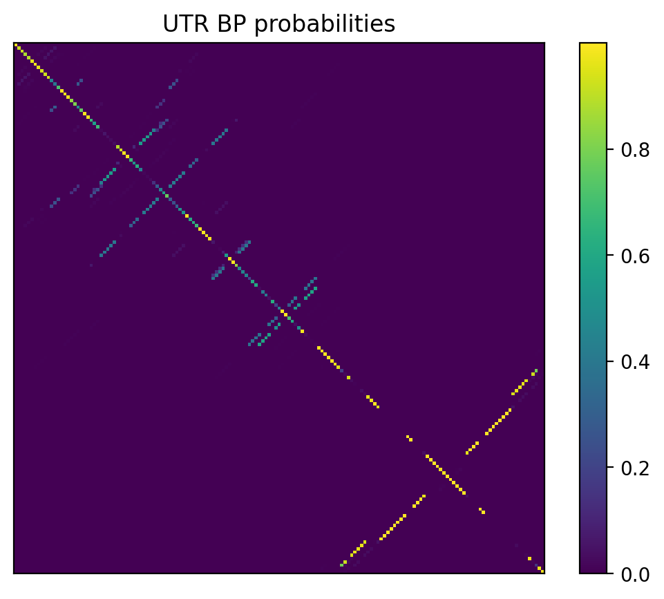 Heatmap of base pair probabilities for 1000 computational NUPACK foldings of the 5prime UTR