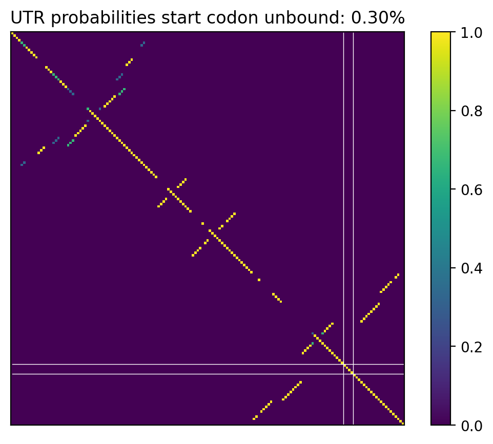 Heatmap of base pair probabilities for computational NUPACK foldings of the 5prime UTR that leave the start codon unbound
