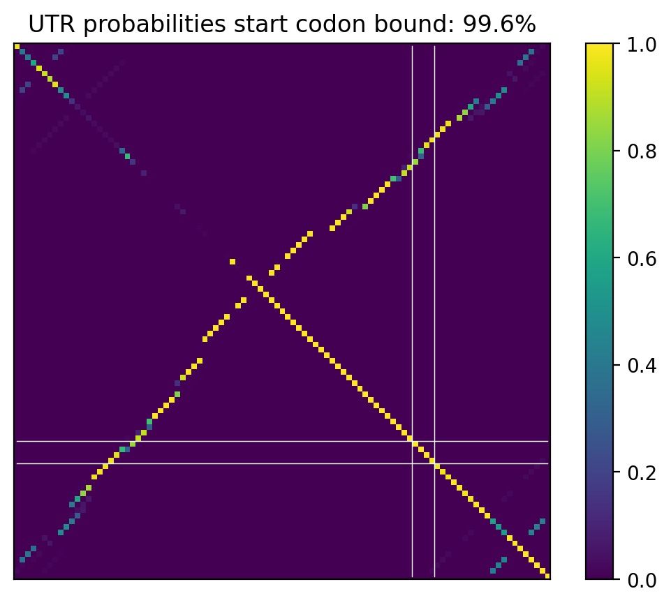 Heatmap of base pair probabilities for computational NUPACK foldings of the 5prime UTR that leave the start codon bound