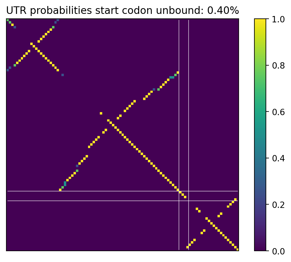 Heatmap of base pair probabilities for computational NUPACK foldings of the 5prime UTR that leave the start codon unbound