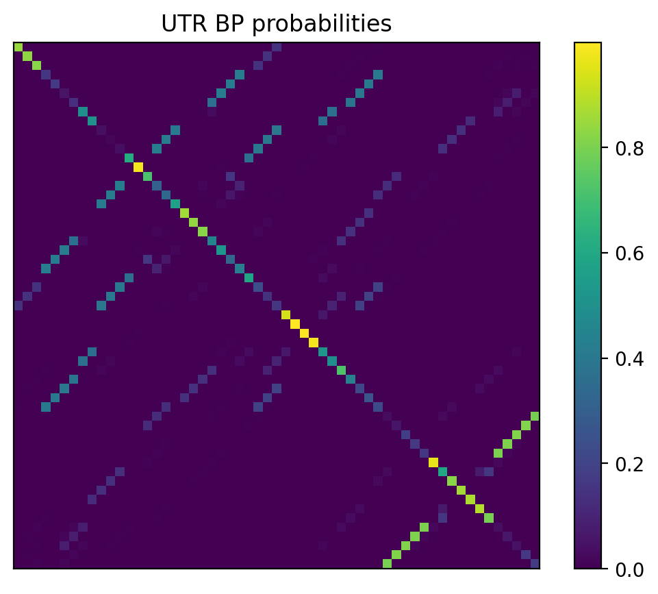 Heatmap of base pair probabilities for 1000 computational NUPACK foldings of the 5prime UTR