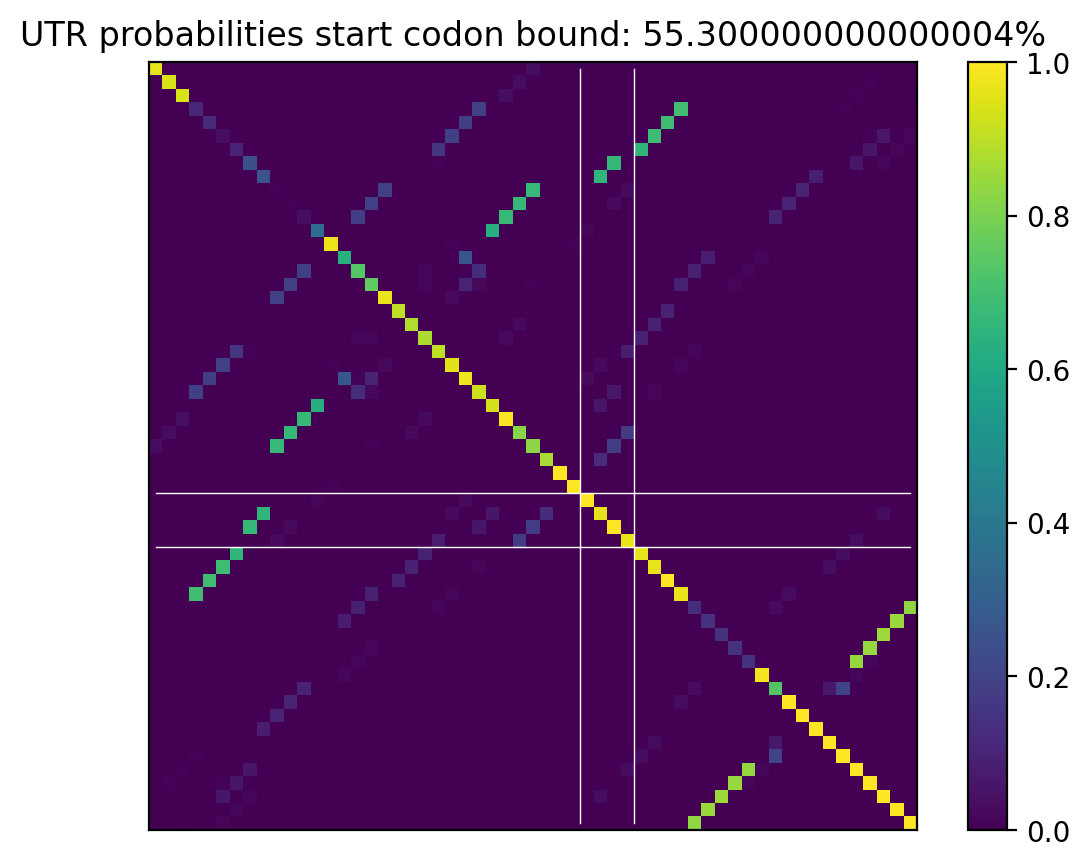 Heatmap of base pair probabilities for computational NUPACK foldings of the 5prime UTR that leave the start codon bound
