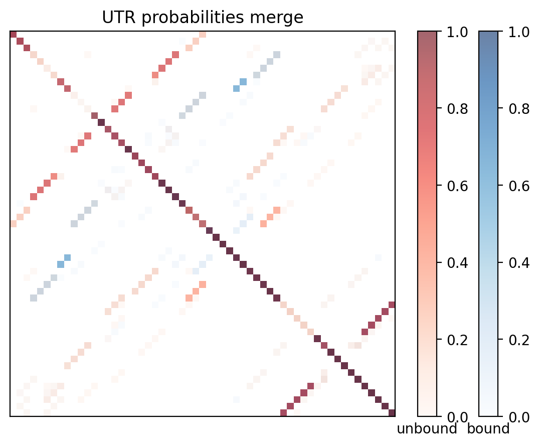 Heatmap of base pair probabilities for computational NUPACK foldings of the 5prime UTR with the bound and unbound conformers overlaid