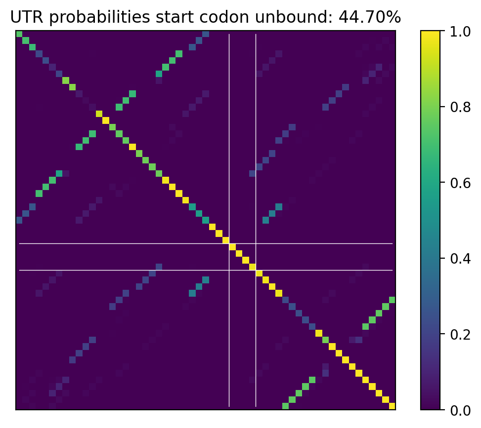 Heatmap of base pair probabilities for computational NUPACK foldings of the 5prime UTR that leave the start codon unbound