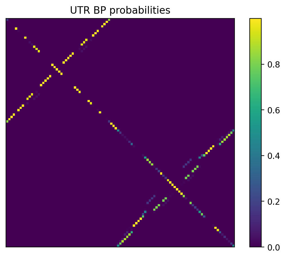 Heatmap of base pair probabilities for 1000 computational NUPACK foldings of the 5prime UTR