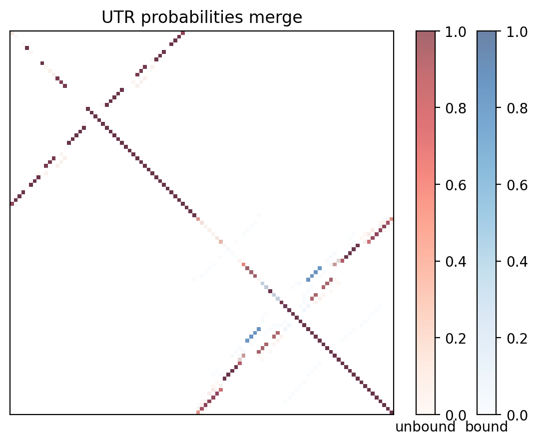 Heatmap of base pair probabilities for computational NUPACK foldings of the 5prime UTR with the bound and unbound conformers overlaid