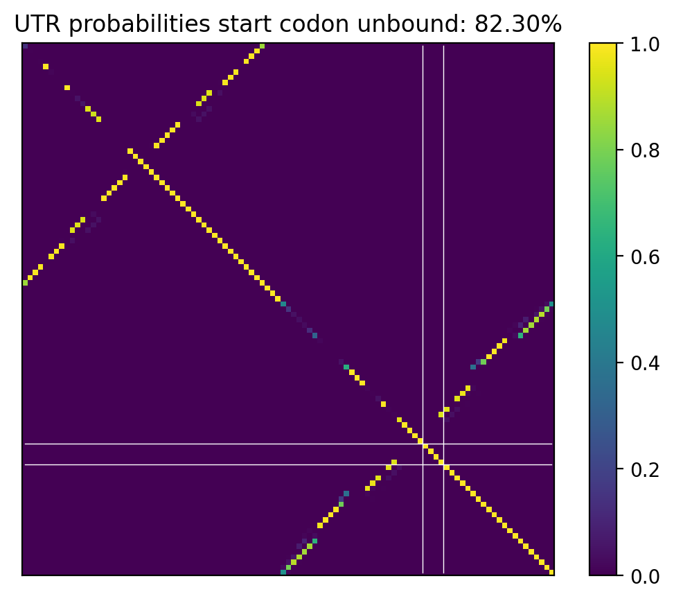 Heatmap of base pair probabilities for computational NUPACK foldings of the 5prime UTR that leave the start codon unbound