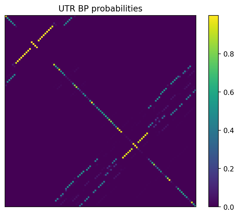 Heatmap of base pair probabilities for 1000 computational NUPACK foldings of the 5prime UTR