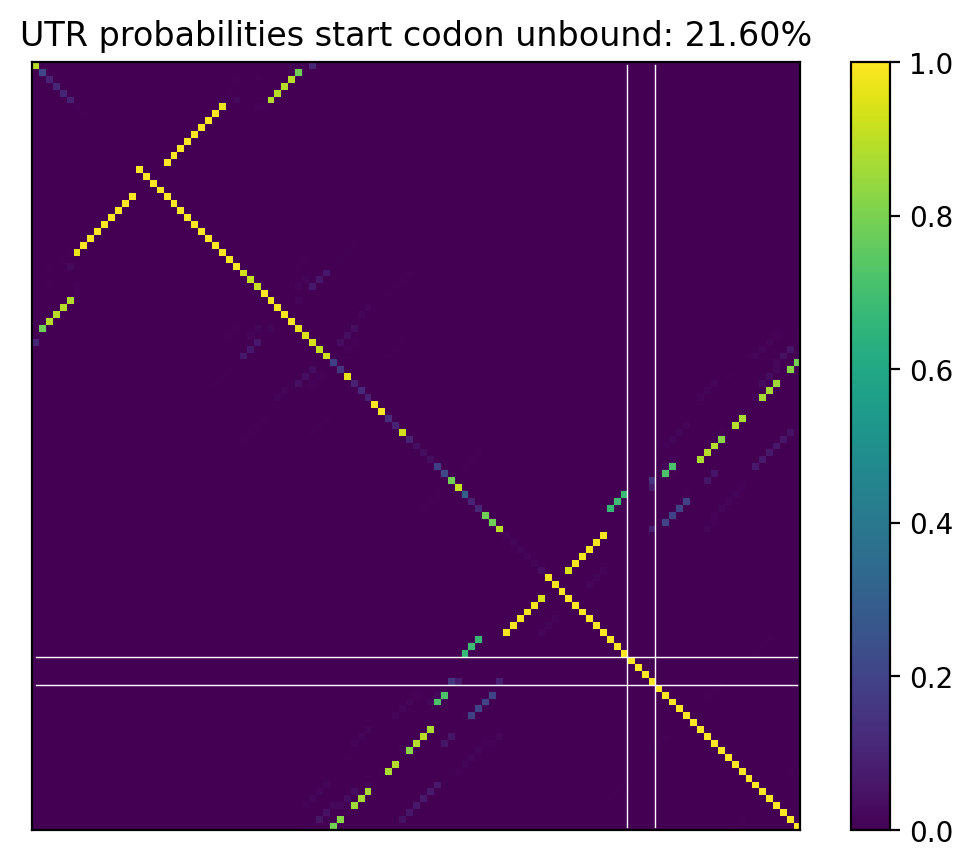Heatmap of base pair probabilities for computational NUPACK foldings of the 5prime UTR that leave the start codon unbound