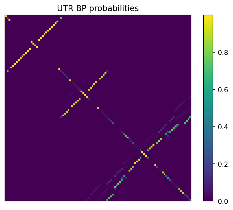 Heatmap of base pair probabilities for 1000 computational NUPACK foldings of the 5prime UTR