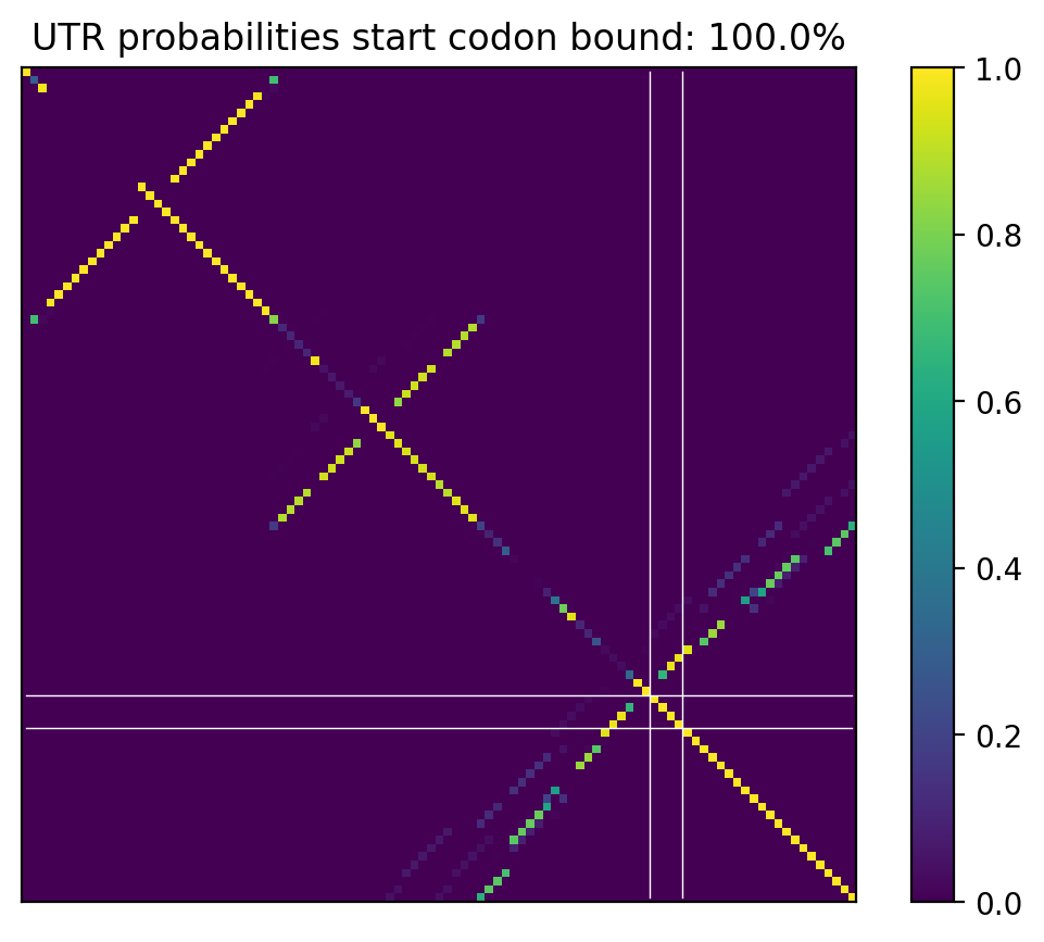 Heatmap of base pair probabilities for computational NUPACK foldings of the 5prime UTR that leave the start codon bound