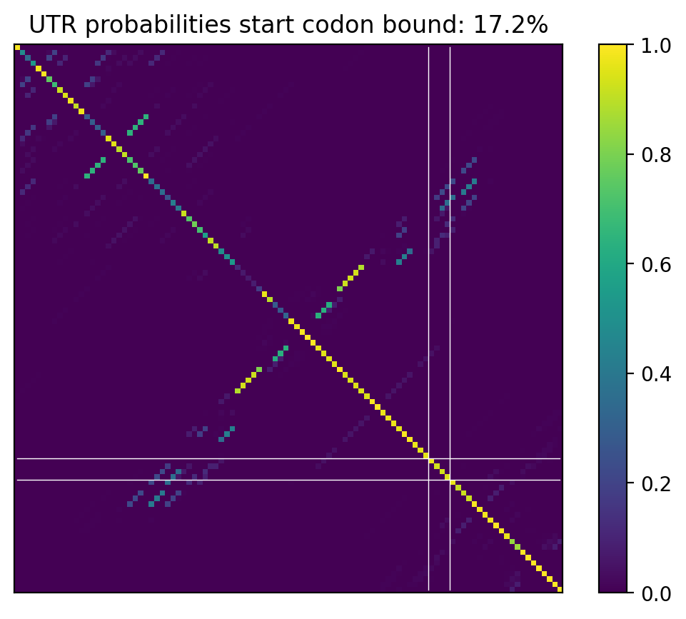 Heatmap of base pair probabilities for computational NUPACK foldings of the 5prime UTR that leave the start codon bound