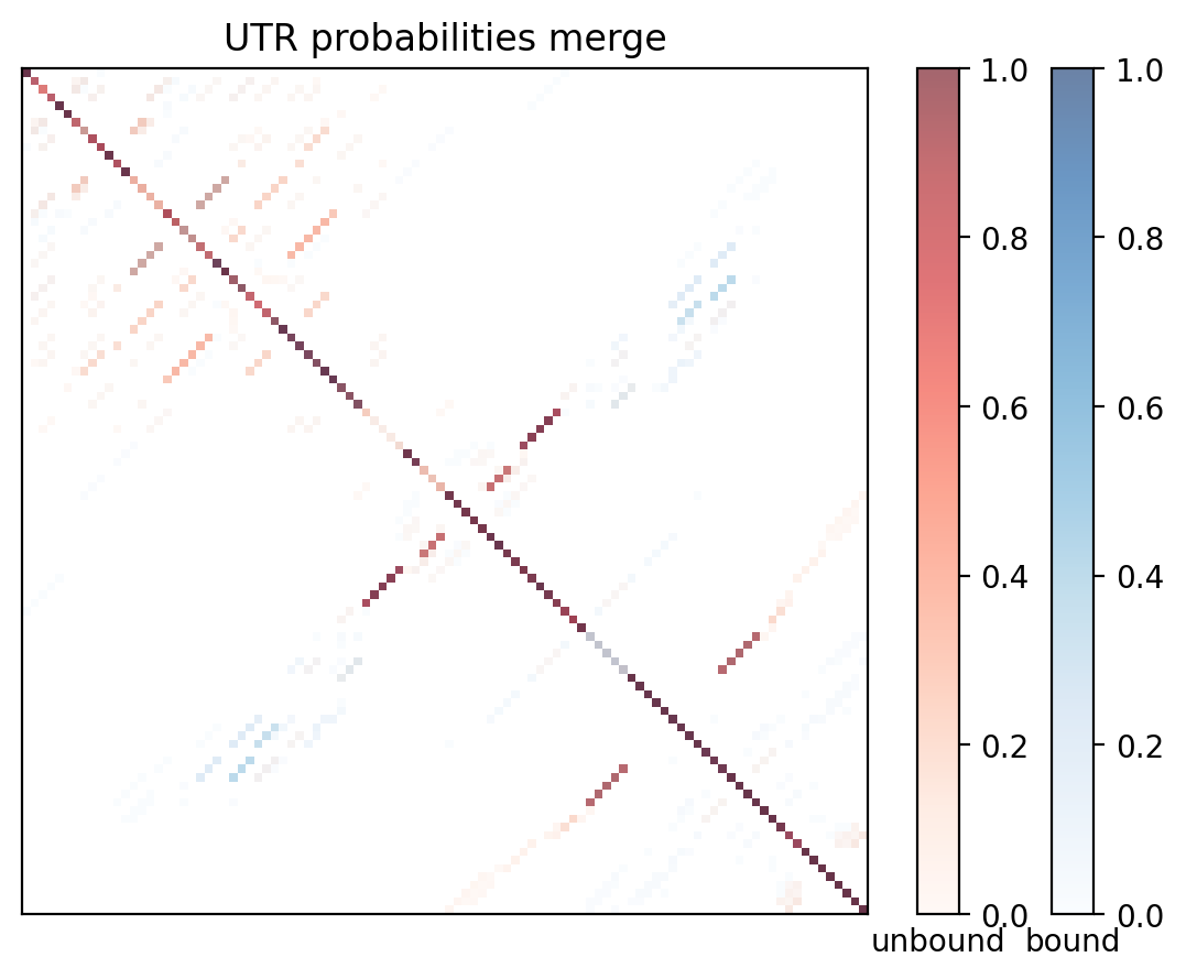 Heatmap of base pair probabilities for computational NUPACK foldings of the 5prime UTR with the bound and unbound conformers overlaid