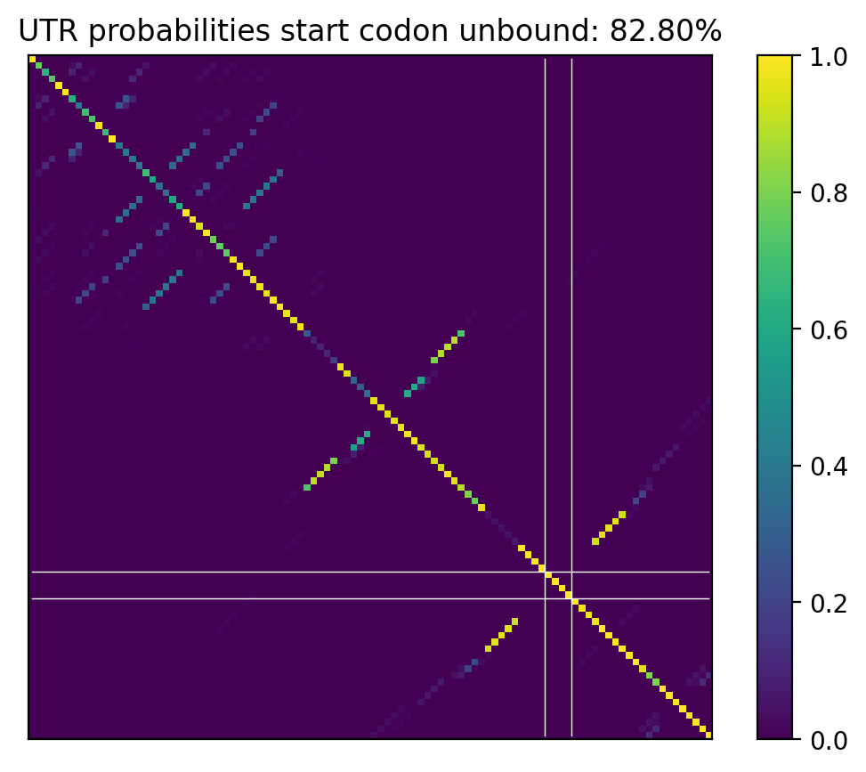 Heatmap of base pair probabilities for computational NUPACK foldings of the 5prime UTR that leave the start codon unbound