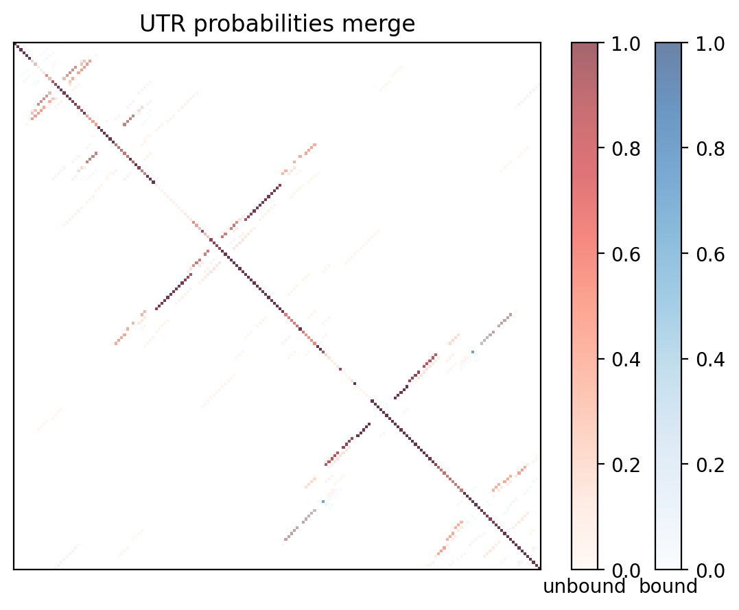Heatmap of base pair probabilities for computational NUPACK foldings of the 5prime UTR with the bound and unbound conformers overlaid