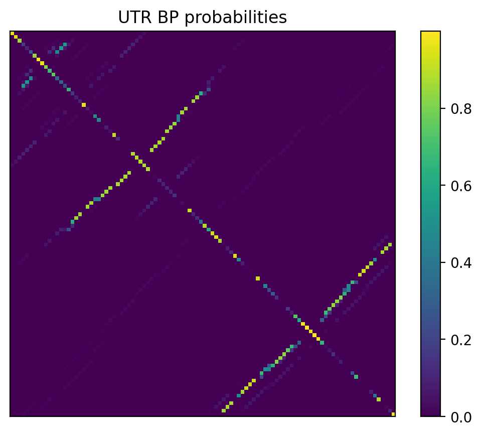 Heatmap of base pair probabilities for 1000 computational NUPACK foldings of the 5prime UTR