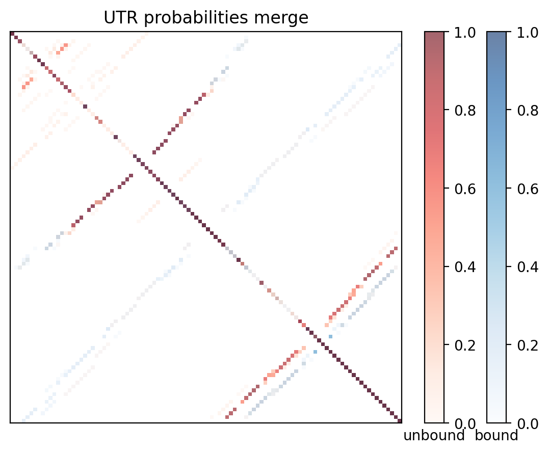 Heatmap of base pair probabilities for computational NUPACK foldings of the 5prime UTR with the bound and unbound conformers overlaid
