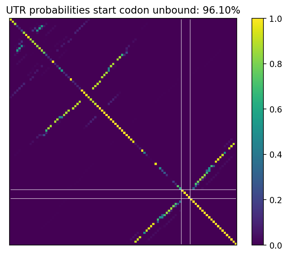 Heatmap of base pair probabilities for computational NUPACK foldings of the 5prime UTR that leave the start codon unbound