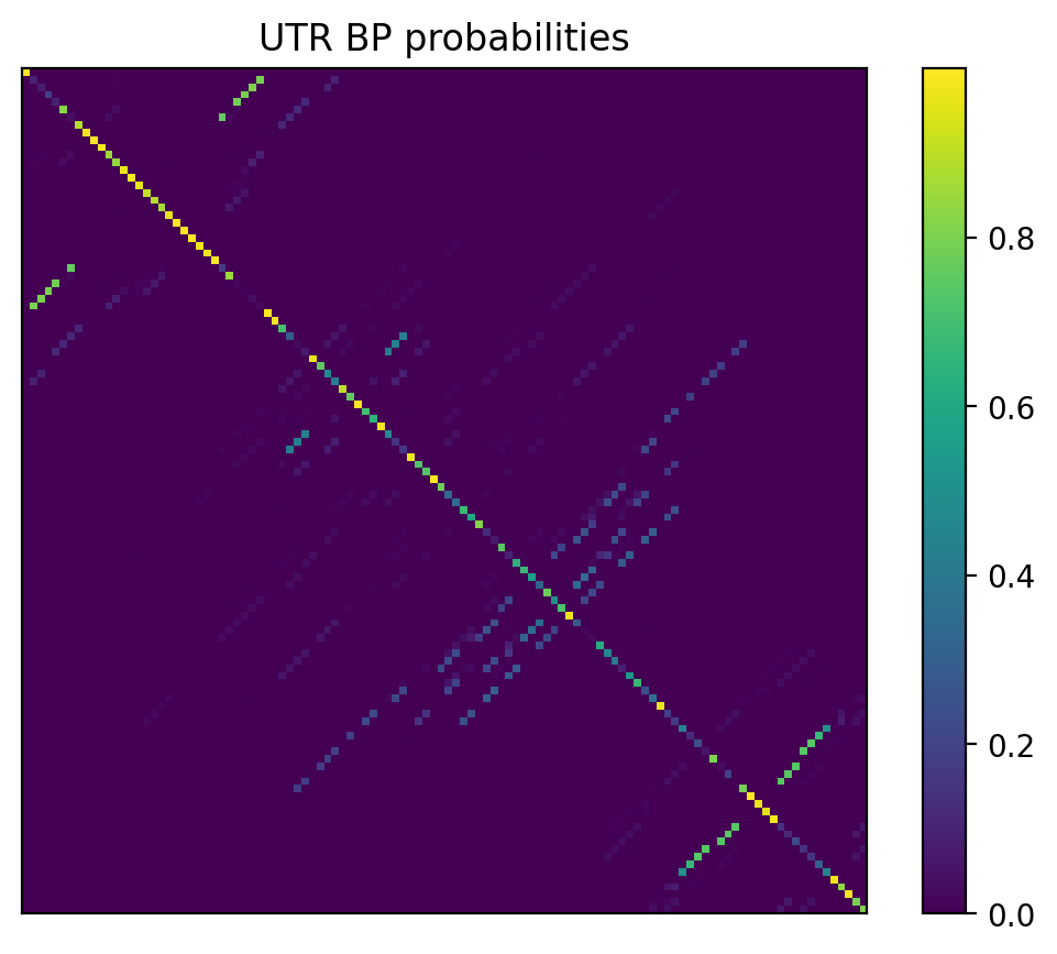 Heatmap of base pair probabilities for 1000 computational NUPACK foldings of the 5prime UTR