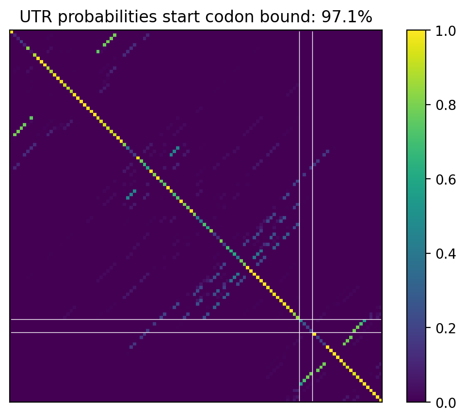 Heatmap of base pair probabilities for computational NUPACK foldings of the 5prime UTR that leave the start codon bound