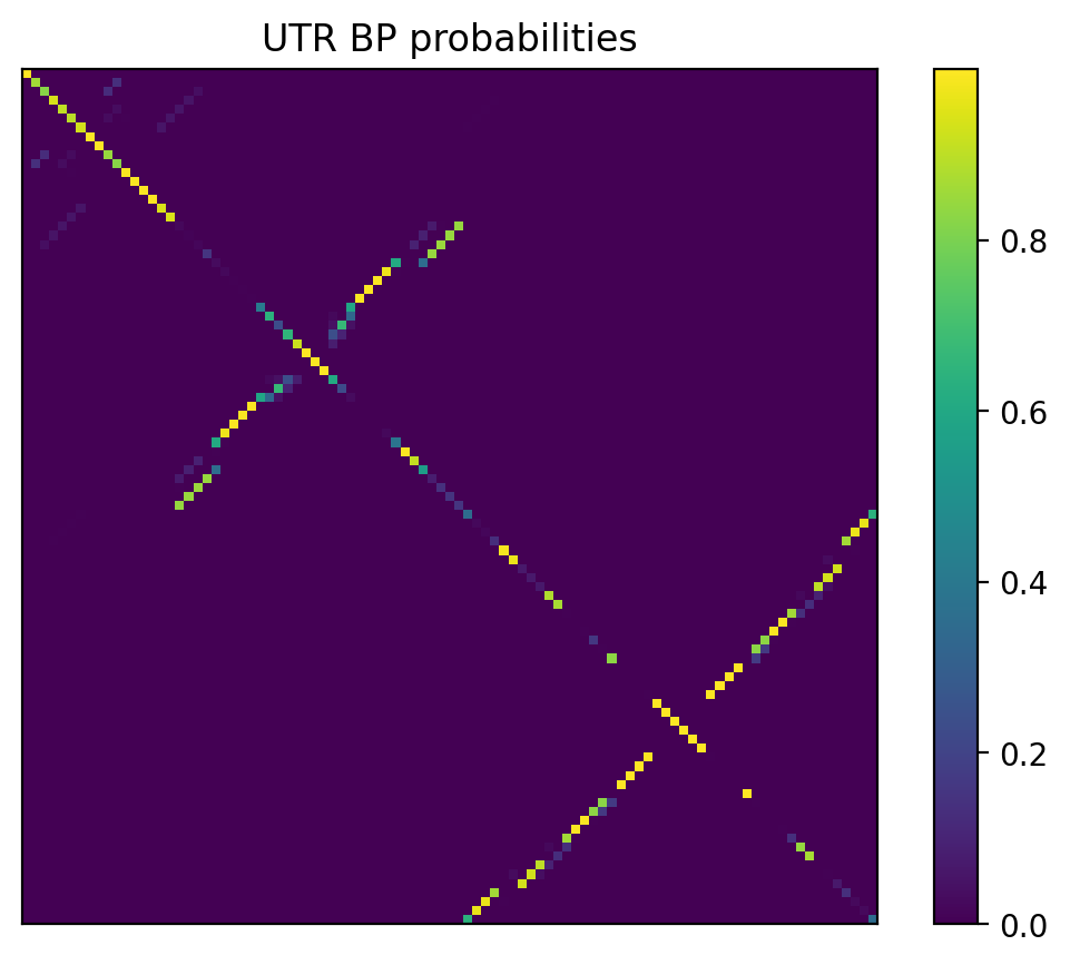 Heatmap of base pair probabilities for 1000 computational NUPACK foldings of the 5prime UTR