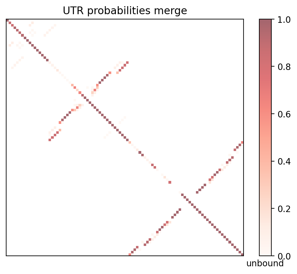 Heatmap of base pair probabilities for computational NUPACK foldings of the 5prime UTR with the bound and unbound conformers overlaid