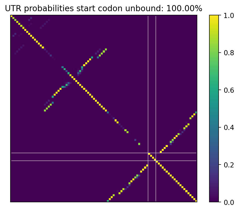 Heatmap of base pair probabilities for computational NUPACK foldings of the 5prime UTR that leave the start codon unbound