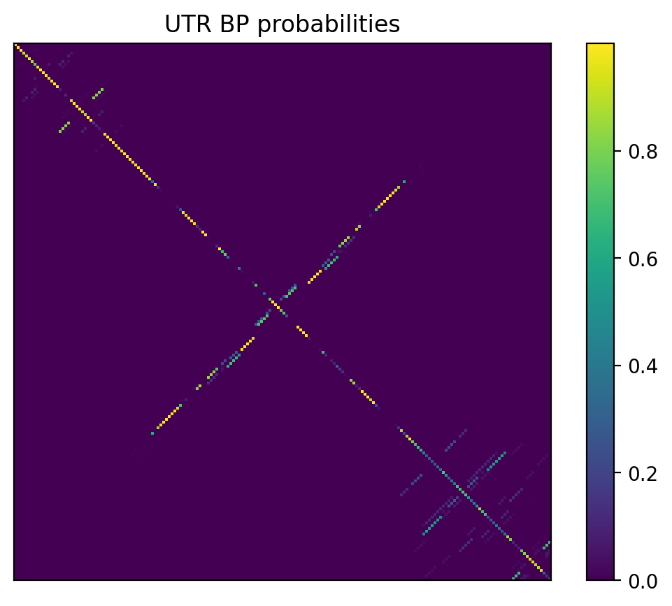 Heatmap of base pair probabilities for 1000 computational NUPACK foldings of the 5prime UTR