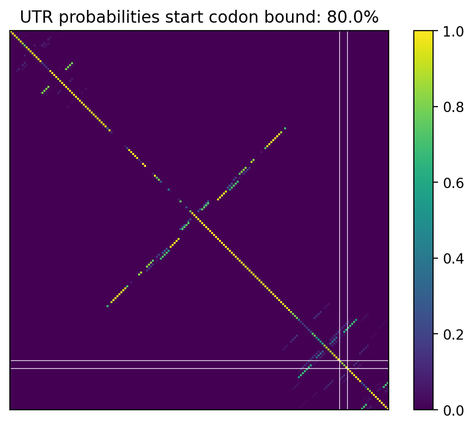Heatmap of base pair probabilities for computational NUPACK foldings of the 5prime UTR that leave the start codon bound
