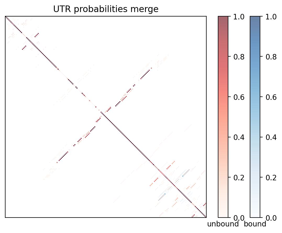 Heatmap of base pair probabilities for computational NUPACK foldings of the 5prime UTR with the bound and unbound conformers overlaid