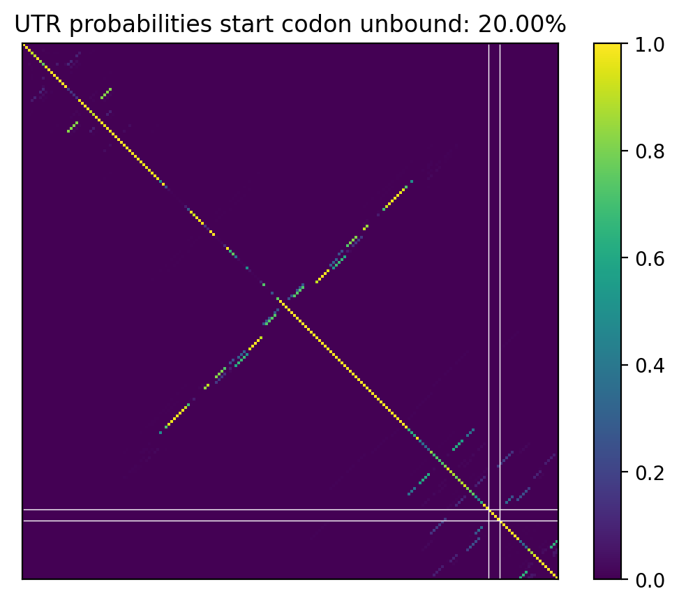 Heatmap of base pair probabilities for computational NUPACK foldings of the 5prime UTR that leave the start codon unbound